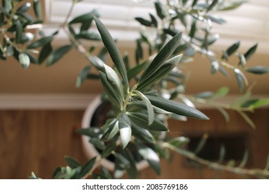 Olive Tree Indoor House Plant Fine Leaf