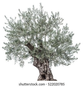 Olive Tree Isolated On A White Background.