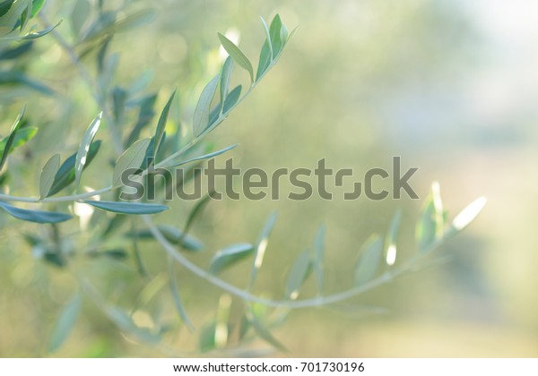 Olive Tree Italy Harvesting Time Sunset Stock Photo Edit Now