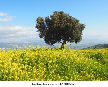 Olive Tree In Jordan Valley Israel