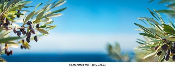olive tree leafs by the sea panorama