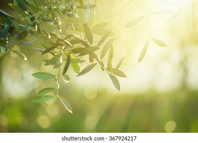 Olive tree with leaves, natural sunny agricultural food  background 