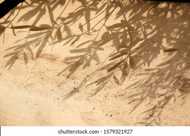 olive tree leaves shadows on the brown background
