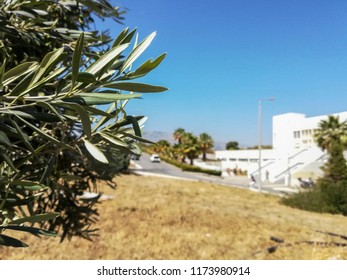 Olive Tree Leaves With The University Of Crete In The Background