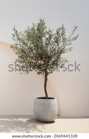 Olive tree with Mediterranean minimal wall exterior architecture