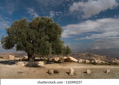 olive tree in the mountains