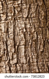 Olive Tree (Olea Europaea) Bark Background Texture Pattern.