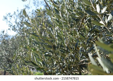 Olive tree (Olea europaea) branches and leaves  - Shutterstock ID 2158747815