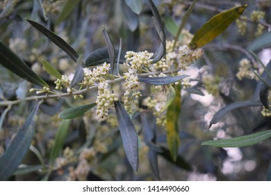 Olive Tree (Olea Europaea) Flowers