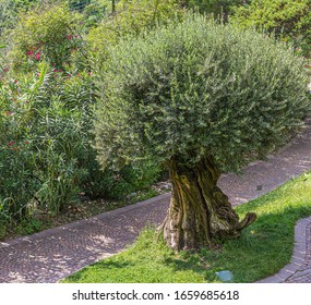 Olive Tree (Olea europaea). South Tyrol, northern Italy, Europe. small oleve tree.