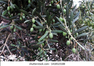 Olive Tree With Olives In Israel