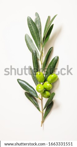 Olive tree with olives on white. Fresh olive tree branch and raw green olives isolated on white.  Closeup vertical top view.