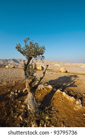 Olive Tree On The Slopes Of The Mountains Of Samaria, Israel