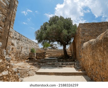 Olive Tree On Spinalonga Island, Crete