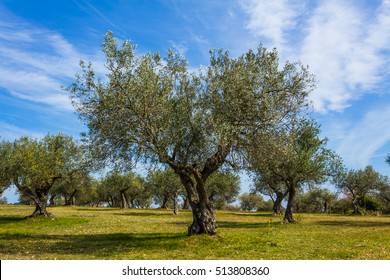 Olive Tree Plantation.