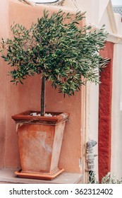 Olive Tree In A Pot