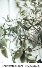 Olive Tree In Pot. Indoor Evergreen Potted Plant On A Light Background. Shadow Of Focus On The Wall. House Plants