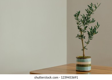 Olive Tree Pot On Wooden Table