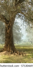  Olive Tree In Puglia
