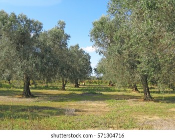  Olive Tree In Puglia
