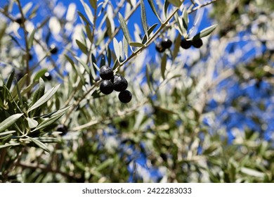 Olive tree with ripening fresh olives on the branches