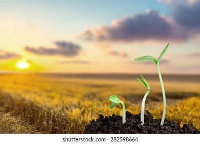 Olive Tree, Tree, Sapling.