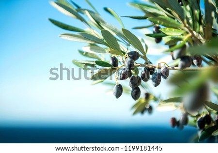 Image, Stock Photo Olive branch at the sea in Greece