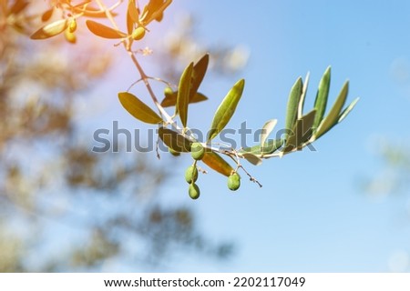 Olive tree with smal oliver in the leaves, natural sunny agricultural food background. Olive close up on a sunny day