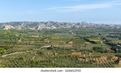 Olive Tree In South Of France