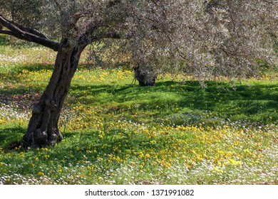 Olive tree in spring season - Shutterstock ID 1371991082