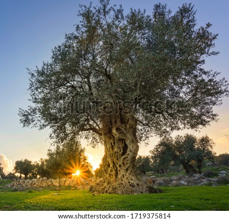 Olive tree with sunburst in the background, grown by monks of Mar Elias Monastery for olive oil, Jerusalem Israel