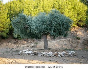 Olive Tree In Thasos, Greece