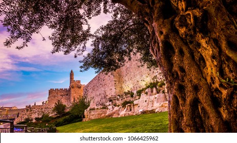 Olive tree trunk with the minaret of the Tower of David/Jerusalem Citadel museum near Jaffa Gate, and the Ottoman-built Old City Wall with remains from earlier periods, with beautiful pink sunrise sky