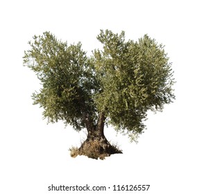 Olive Tree White Isolated.