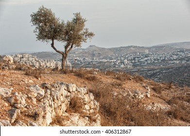 Olive Tree, Wood, Israel, Palestine, Beautiful Scenery