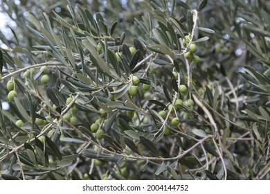 Olive tree with young fruits. High quality photo. Selective foot - Shutterstock ID 2004144752