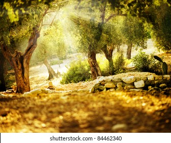 Olive Trees