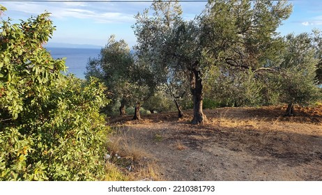 Olive Trees In Aegean Coast Turkey