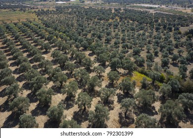 Olive trees - aerial photograph