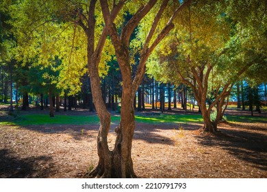 Olive Trees In The Autumn Garden In Bille Park Of Paradise, Northern California