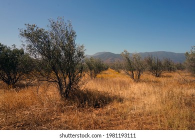 Olive Trees In Baja California                                 