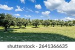 Olive trees bask under azure skies, whispering tales of Mediterranean harvests and ancient autumnal festivals of Abbacchio