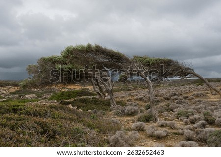 Olive trees bent by the force of the wind under a dark, threatening sky