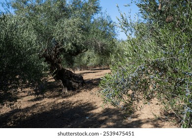 olive trees can live for between three and 5000 yars