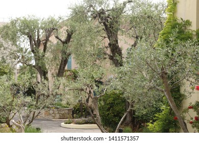 Olive trees in Cannes, France.