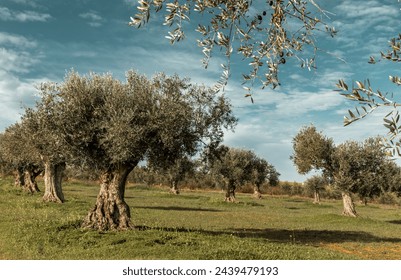 olive trees in the countryside of Alentejo Portugal - Powered by Shutterstock