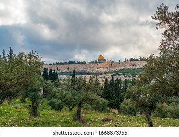 Olive Trees And The Dome Of The Rock In Jerusalem, Israel