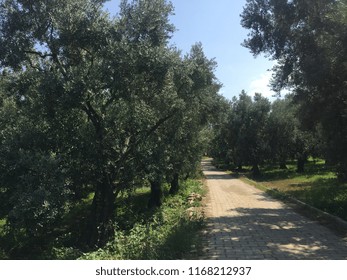 Olive trees in fields - Shutterstock ID 1168212937