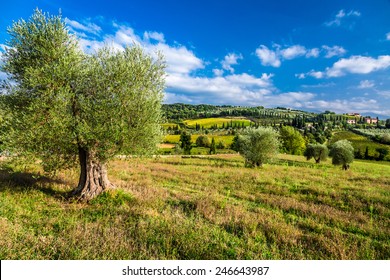 Olive Trees And Fields In Tuscany