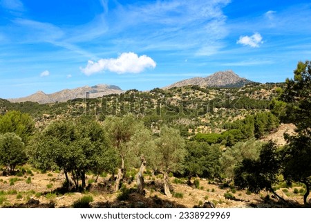 Olive trees in the foreground and Puig de Galatzó with Mola de s'Esclop in the background, Mallorca, Spain Foto stock © 